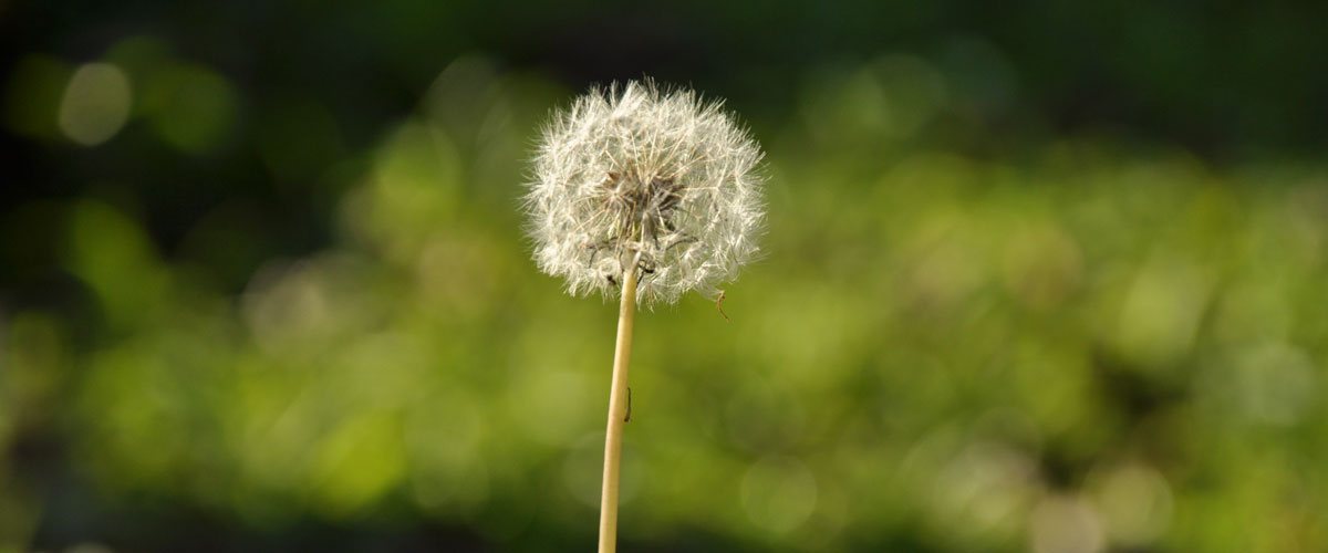 Dandelion